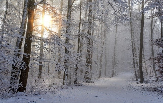 冬の自然 