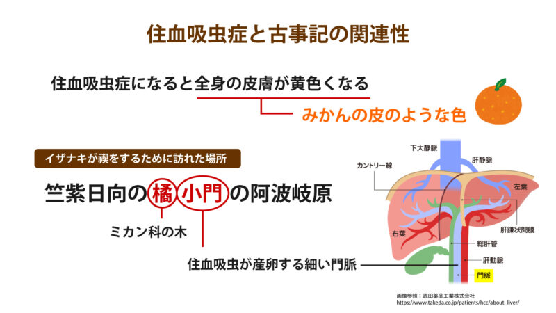 日本住血吸虫症について⑥