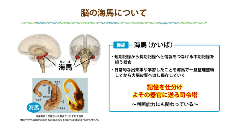 脳の海馬について①