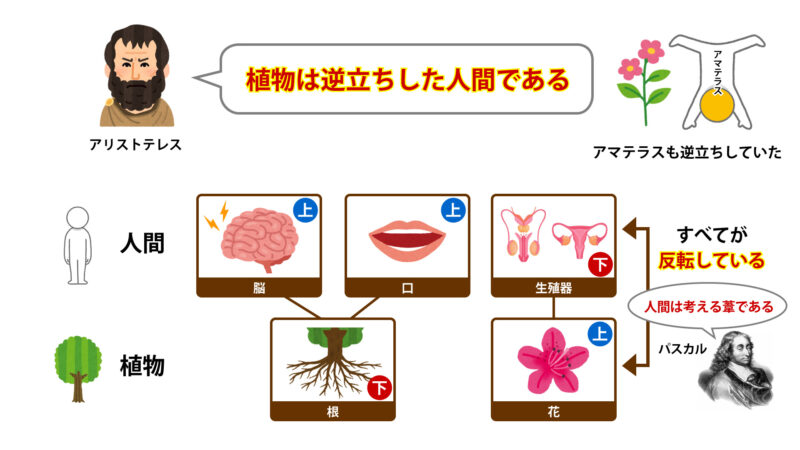 植物と人間の関係性について④