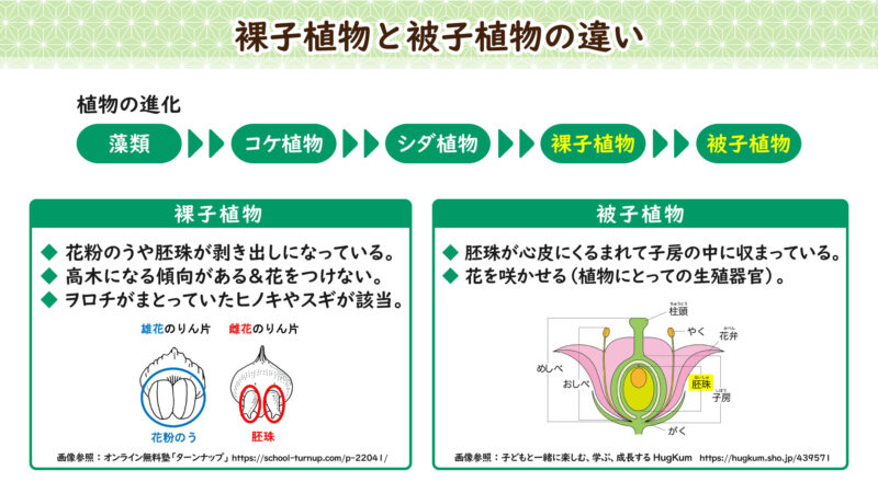 ヲロチ神話に描かれる植物の話②
