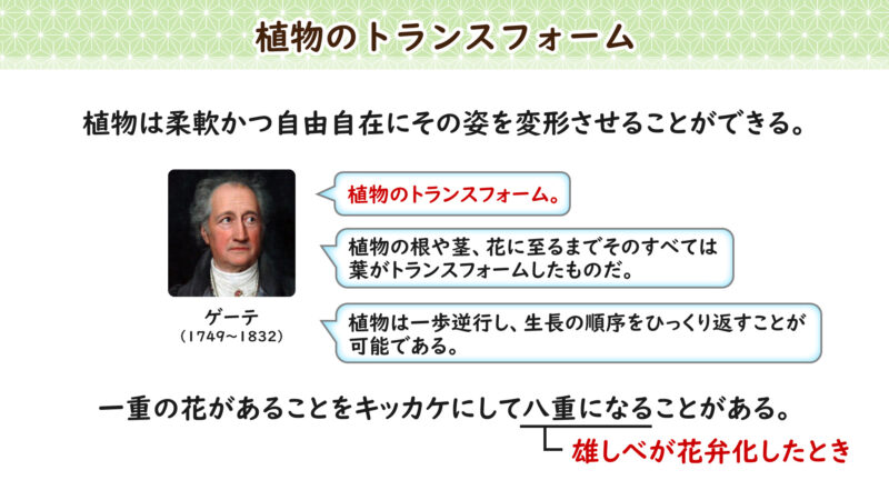 八重の花について②