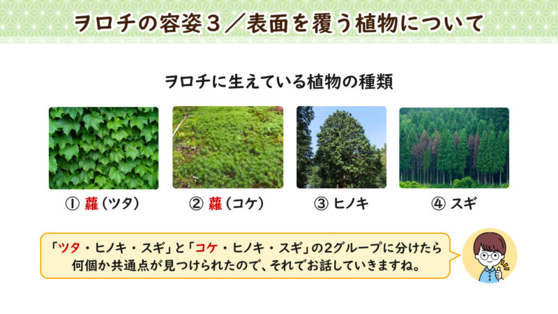 植物の種類について