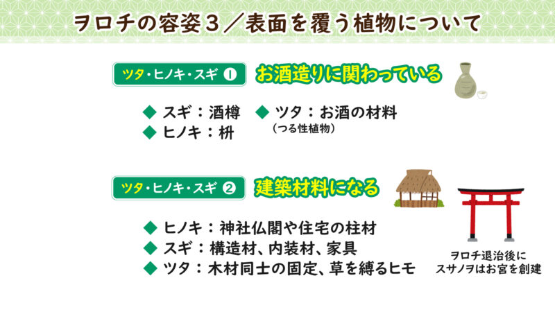 ツタ、ヒノキ、スギグループの共通点
