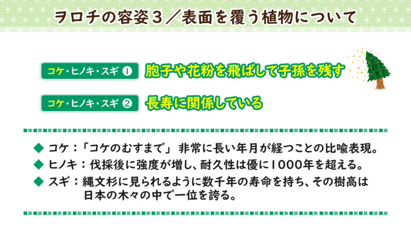 コケ、ヒノキ、スギグループ