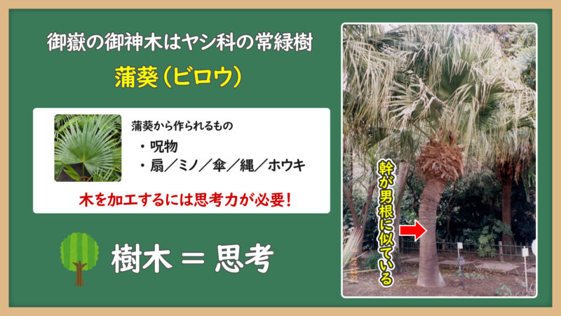 ビロウ